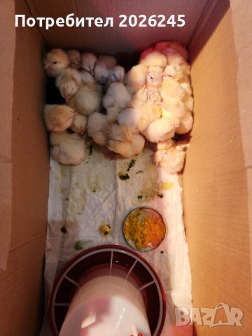 Свободни пилета Легхорн на Различна възраст, снимка 1 - Кокошки и пуйки - 45087041