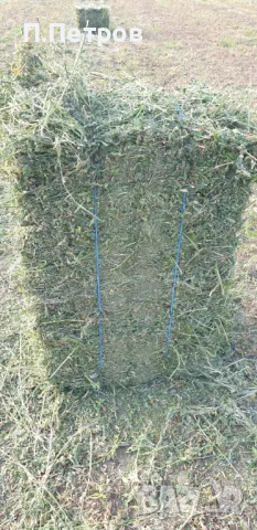 Бали люцерна, снимка 1