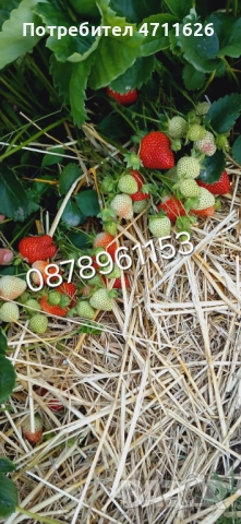 Разсад ягоди и малини , снимка 6 - Разсади - 53281312