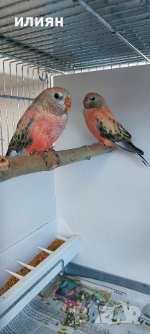 Папагали Буркови Неофеми, снимка 2 - Папагали - 54130690