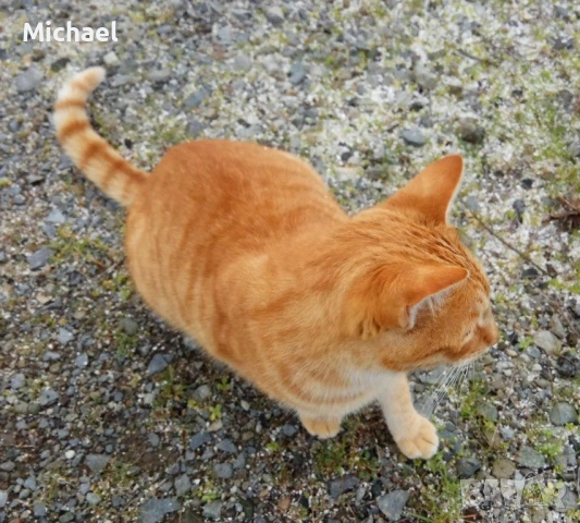 Подарявам рижко мъжко коте., снимка 7 - Други - 54016716