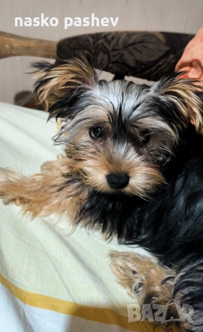 Продавам мъжко йоршински териер , снимка 8 - Йоркширски териер - 54251705