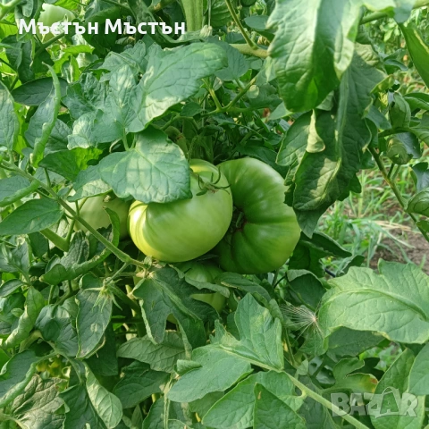 Разсад розов домат магия- макс, снимка 7 - Разсади - 54202106