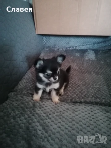 Продавам чихуахуа дългокосместо , снимка 1