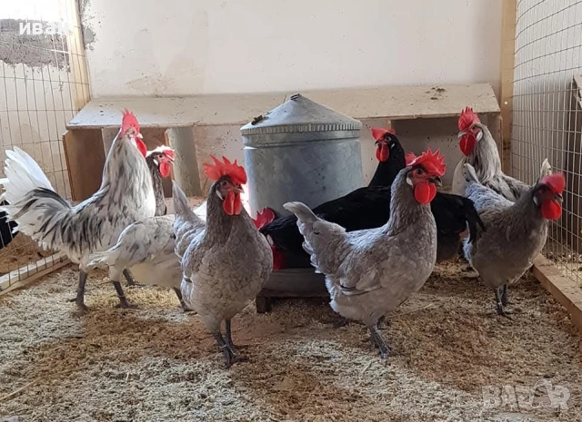 свободни петлета Брезе , снимка 2 - други­ - 53512605