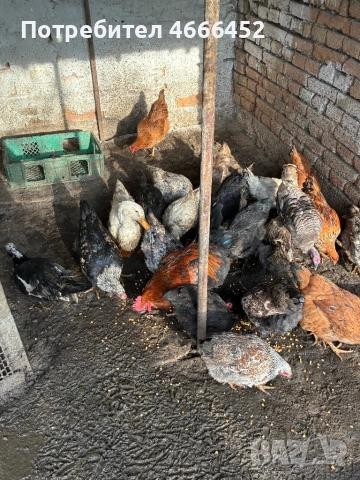 Продавам патици и кокошки
