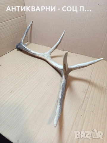 Стар Голям Еленски Рог Рога 1.350кг. НОМЕР 778., снимка 3 - Антикварни и старинни предмети - 53585209