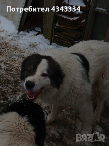 Българско овчарско куче, снимка 8 - Каракачанска овчарка - 53669702