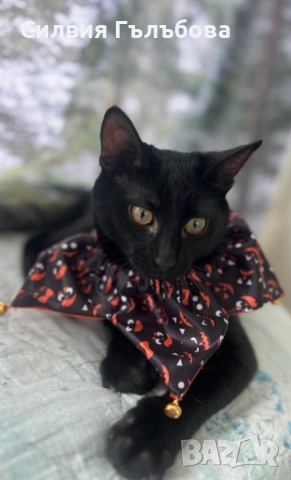 ЕНРИКЕ ИГЛЕСИАС – РИКИ ТЪРСИ СВОЯ ДОМ 