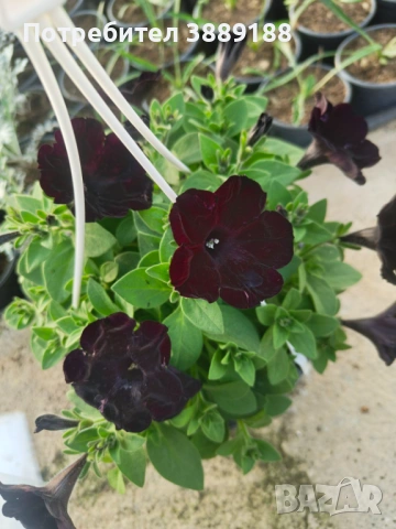 Каскадна петуния в кошница, снимка 6 - Градински цветя и растения - 53854941