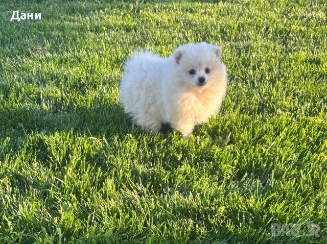 Мини шпиц - момиченце