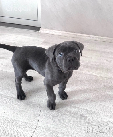 Продавам Кане Корсо, снимка 4 - Кане корсо - 54154666