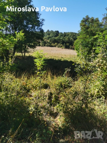 Продавам място в с. Радибош 3 Дка. , снимка 2 - Парцели - 51738237