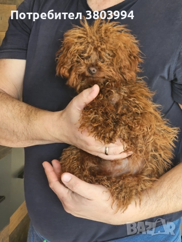 Червен тйи къп / той пудел момиченце на 6 месеца. , снимка 3 - Пудели - 52935214