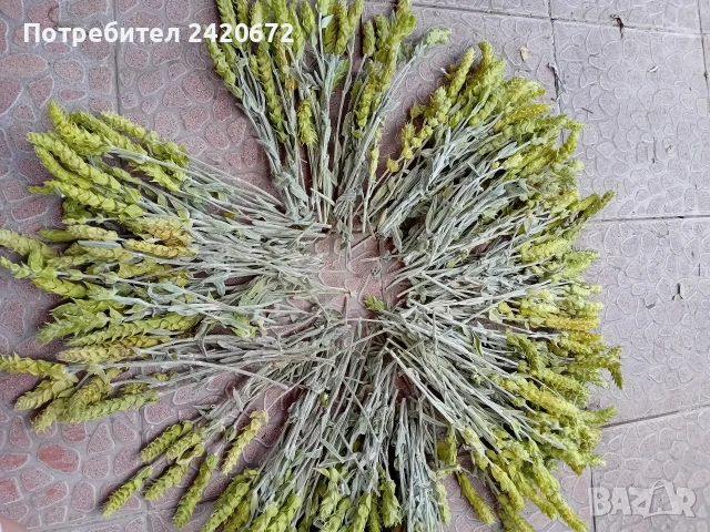 био мурсалски чай на едро и дребно, снимка 3 - Други - 53324891