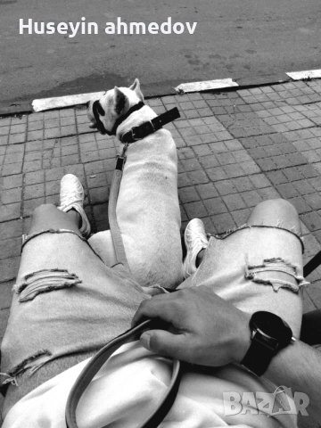 Мъжко уче Дого Аржентино , снимка 10 - Дого аржентино - 52894100