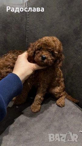 Той пудел момиченца, снимка 4 - Пудели - 53606077