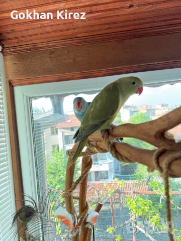 Папагали Малък Александър, снимка 1