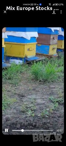 Пчелни семейства с кошерите , снимка 4 - Други животни - 45455709