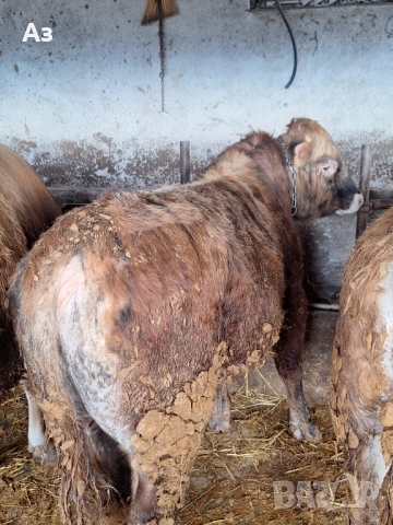 Продавам 6 телета Абърдийн ангус, снимка 2 - Крави - 54003713