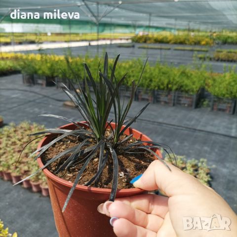 Черен Офиопогон, Ophiopogon black, студоустойчив!!, снимка 9 - Градински цветя и растения - 46103753