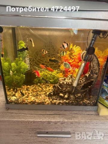 Акрариум със всичко както е на клипа, снимка 2 - Аквариуми - 53336581