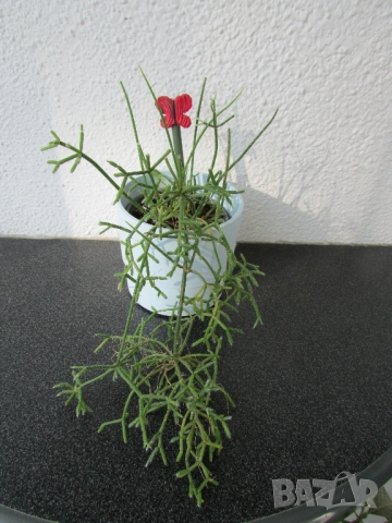 Рипсалис/Rhipsalis в цветна кашпа