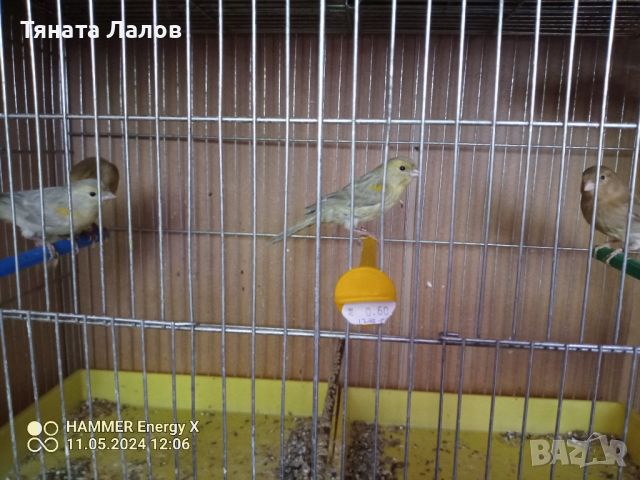канарчета, снимка 5 - Канари - 46417765