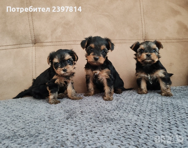 Йоркширски териер , снимка 5 - Йоркширски териер - 53610267