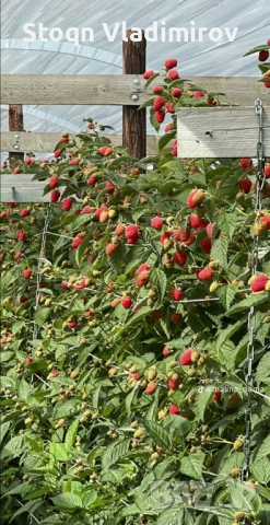Предлагам Качствен Расад Ягоди и Малини., снимка 5 - Разсади - 53784425