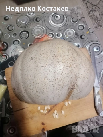 Семена за посев от тиква цигулка, френска мускатна и бяла тиква , снимка 2 - Сортови семена и луковици - 53702956