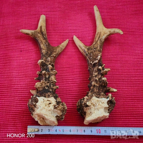 Рога от млад благороден елен. , снимка 5 - Антикварни и старинни предмети - 54044791