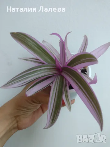 Традесканция, Tradescantia Spathacea Tricolor, снимка 1 - Стайни растения - 47036107