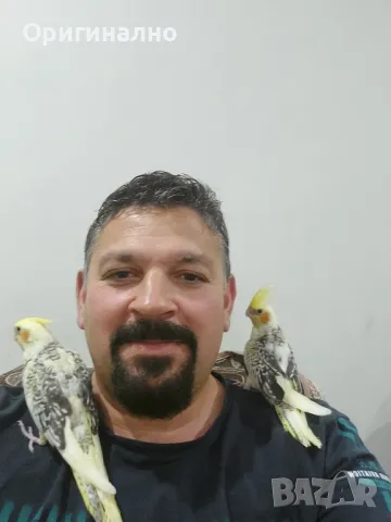 Малък александър , снимка 8 - Папагали - 50427491