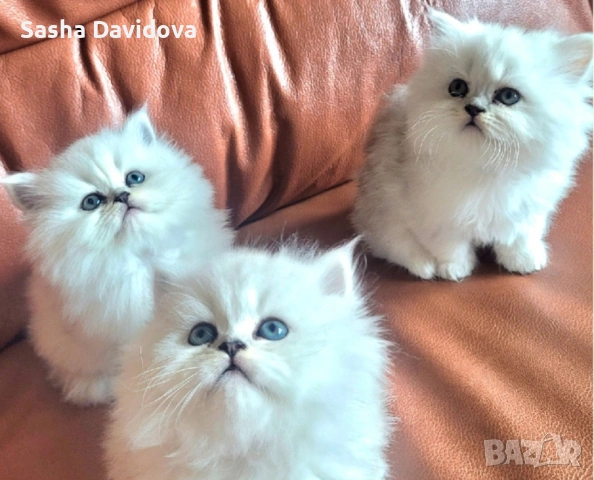 Британски дългокосмести котенца, снимка 5 - Други - 54040960