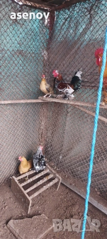 Джинки , снимка 8 - други­ - 53397100