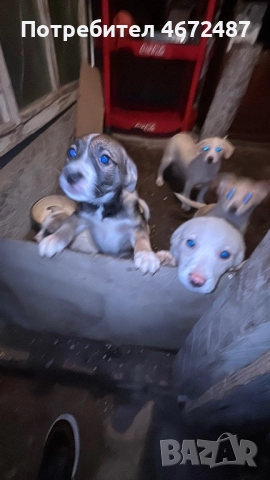 Подаряват се кученца, снимка 12 - Други - 52700983