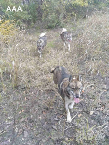 Продавам Западно Сибирска Лайка 