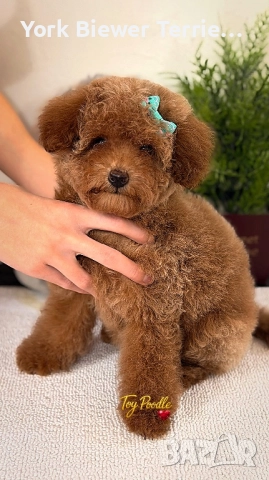 Той Пудел! Страхотна момиче за семейство с деца! Доставка 