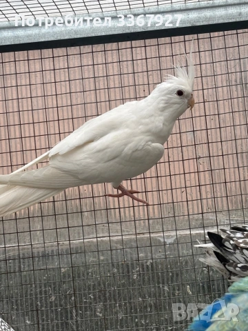 женска корела албинос, снимка 2 - Папагали - 52868198
