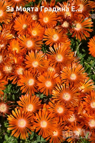 Делосперма - Почвопокривна и Каскадна , снимка 4 - Разсади - 54020837