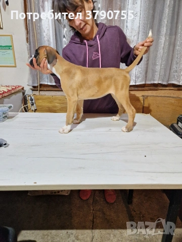 Боксер , снимка 3 - Боксер - 53012002