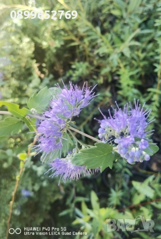 Кариоптерис Медоносно растение. 