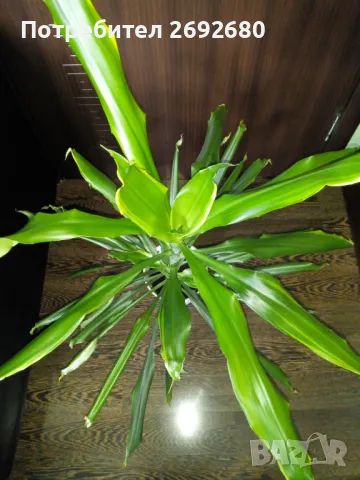 Палма драцена фраганс/височина - 110см., снимка 2 - Стайни растения - 47385426