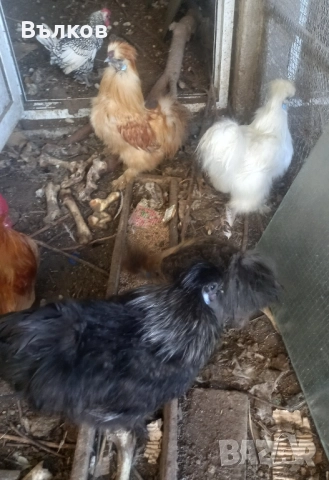 петлета копринки, снимка 3 - Кокошки и пуйки - 52444011