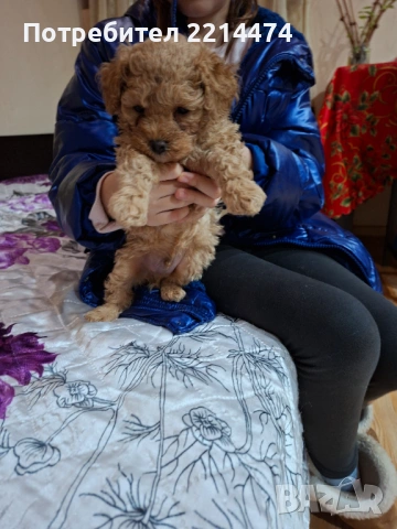 МИНИ ПУДЕЛЧЕ, снимка 2 - Пудели - 53099688