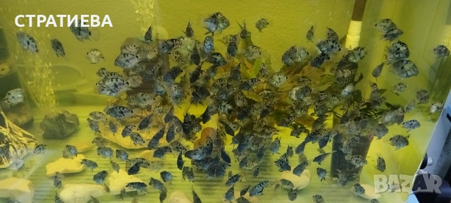 Цихлиди Син Папагал