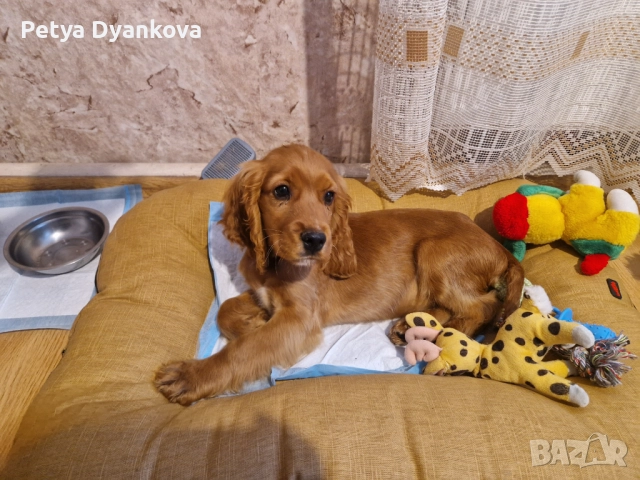 Кокер шпаньол