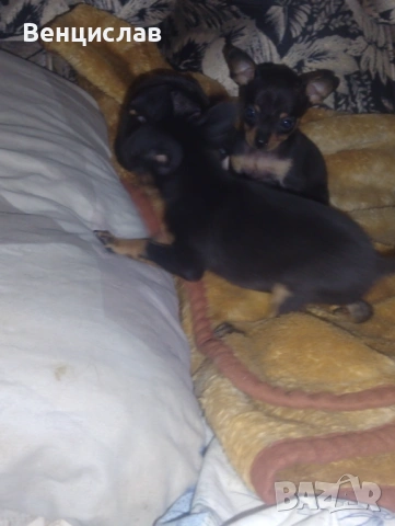 Пинчерчета, снимка 7 - Пинчер - 53850774