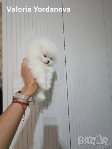 Мини Померан , снимка 3 - Померан - 51855286